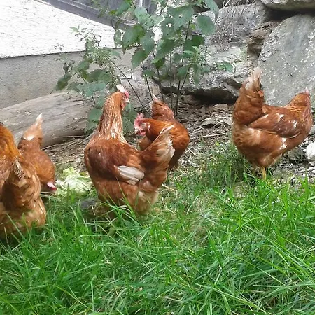 Haus Erika Lejlighed *