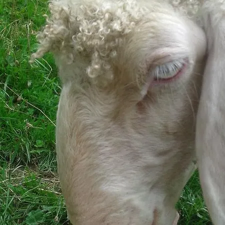 Lejlighed Haus Erika