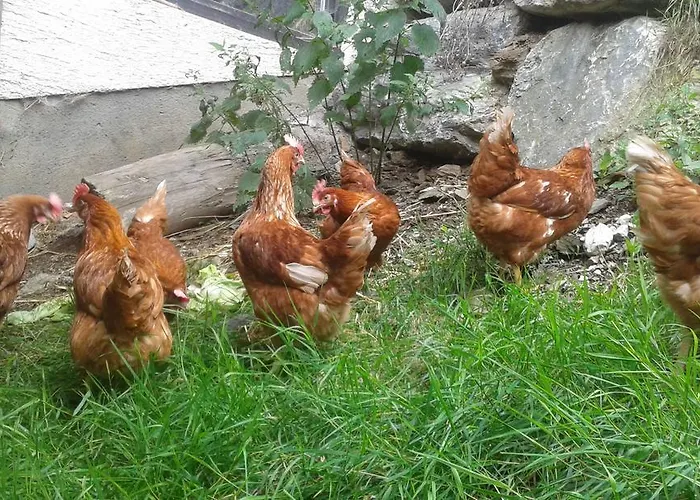 Haus Erika Appartement *