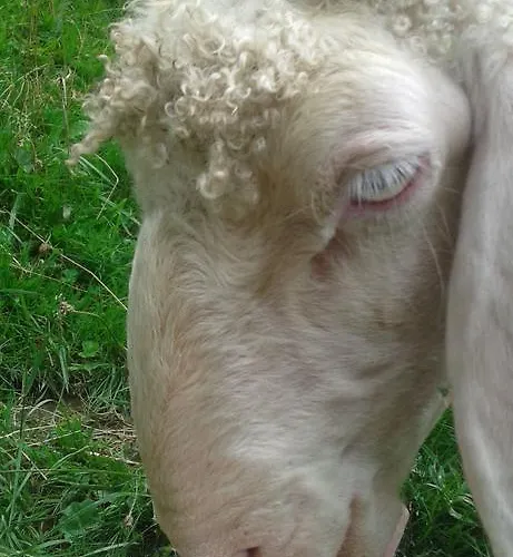 Appartement Haus Erika